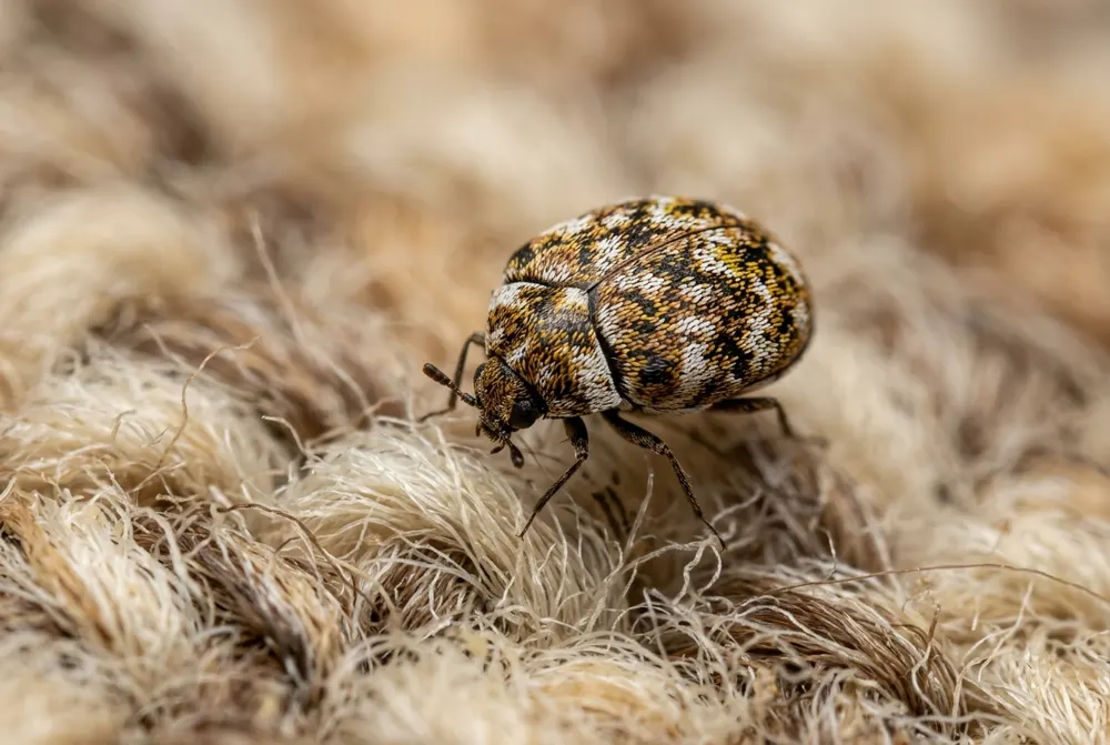 Anthrène des tapis (Anthrenus verbasci) — photo d'identification