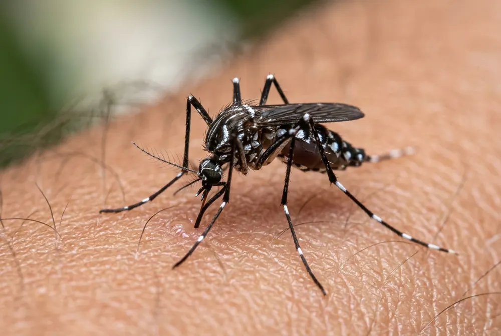 Moustique tigre (Aedes albopictus) — photo d'identification