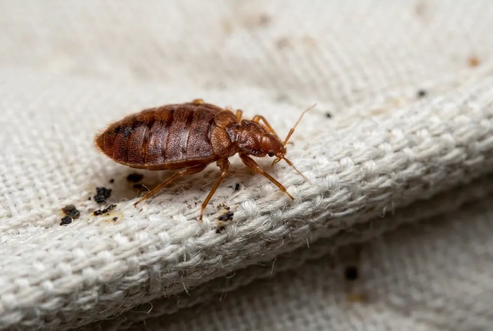 Punaise de lit (Cimex lectularius) — photo d'identification