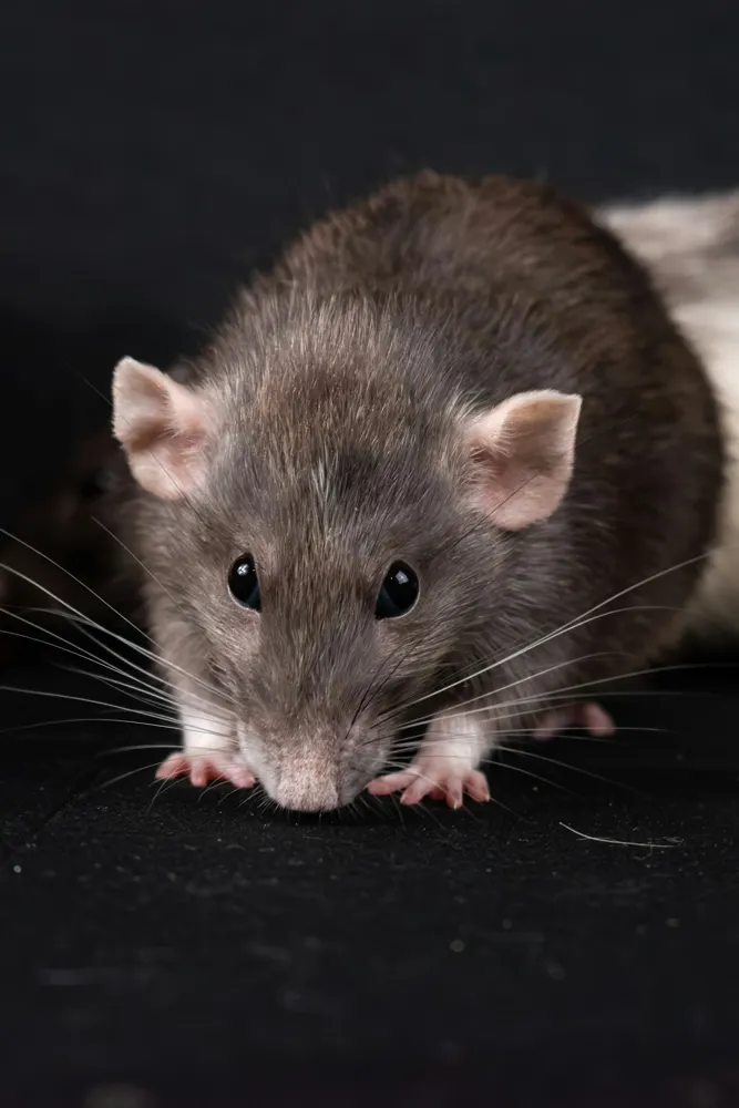 Rat brun (surmulot) (Rattus norvegicus) — photo d'identification
