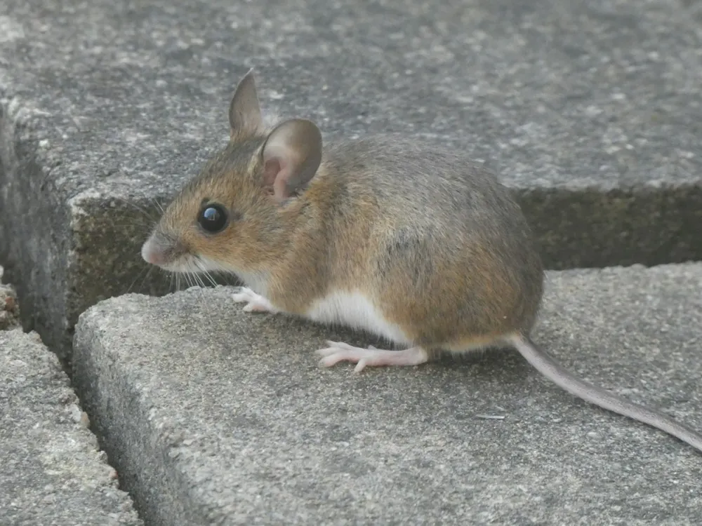 Souris domestique (Mus musculus) — photo d'identification