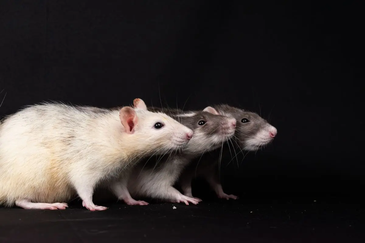 Rats dans un local nécessitant une intervention de dératisation